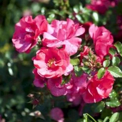 'Sommermärchen'® Rosa X 'Sommermärchen'® (Bunddækkerose) A-Kvalitet,- Barrods Roser Min. 3 Grene