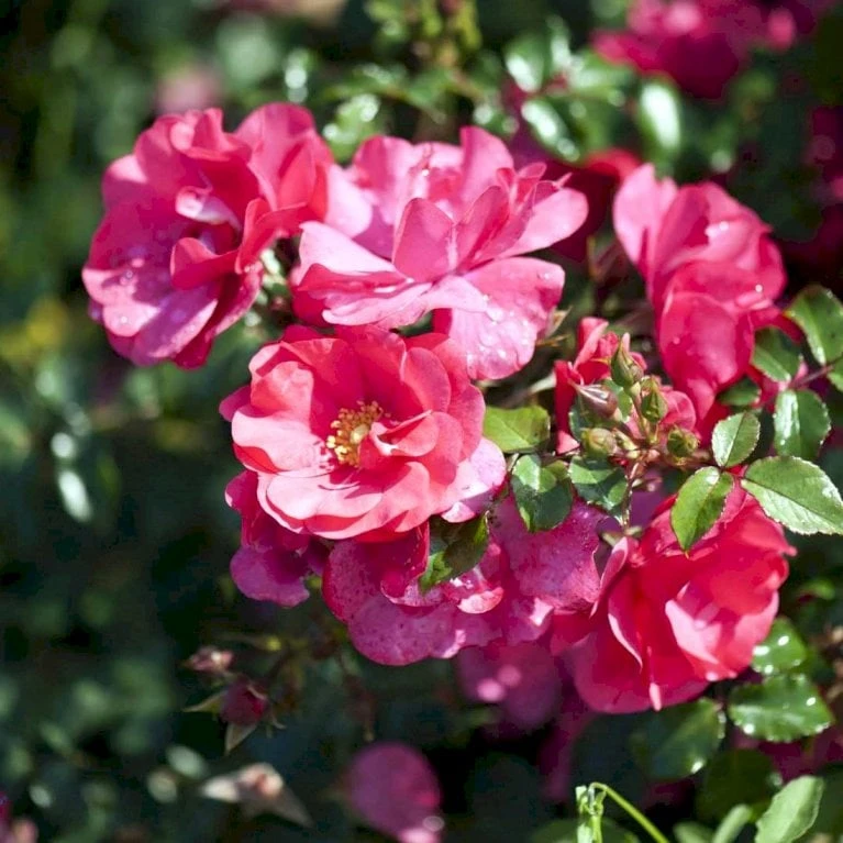 'Sommermärchen'® Rosa X 'Sommermärchen'® (Bunddækkerose) A-Kvalitet,- Barrods Roser Min. 3 Grene 1 'Sommermärchen'® Rosa X 'Sommermärchen'® (Bunddækkerose) A-Kvalitet,- Barrods Roser Min. 3 Grene