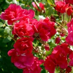 'Sommermärchen'® Rosa X 'Sommermärchen'® (Bunddækkerose) A-Kvalitet,- Barrods Roser Min. 3 Grene 7 'Sommermärchen'® Rosa X 'Sommermärchen'® (Bunddækkerose) A-Kvalitet,- Barrods Roser Min. 3 Grene -Osmo Salgsbutik p339 51719 rosa x sommermaerchen bunddaekkerose 682e