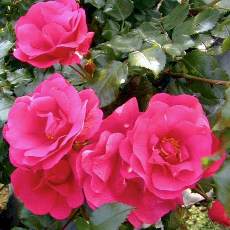 'Sommermärchen'® Rosa X 'Sommermärchen'® (Bunddækkerose) A-Kvalitet,- Barrods Roser Min. 3 Grene 4 'Sommermärchen'® Rosa X 'Sommermärchen'® (Bunddækkerose) A-Kvalitet,- Barrods Roser Min. 3 Grene - Billede 4