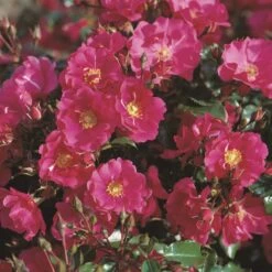 'Sommermärchen'® Rosa X 'Sommermärchen'® (Bunddækkerose) A-Kvalitet,- Barrods Roser Min. 3 Grene 9 'Sommermärchen'® Rosa X 'Sommermärchen'® (Bunddækkerose) A-Kvalitet,- Barrods Roser Min. 3 Grene -Osmo Salgsbutik p339 53658 rosa x sommermaerchen bunddaekkerose 7b79