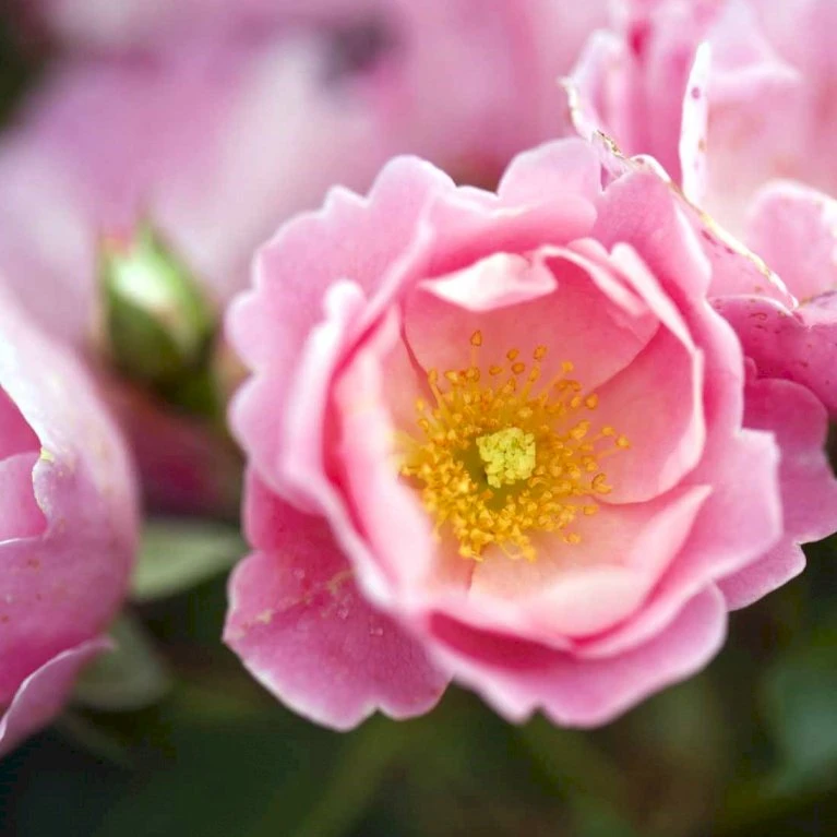 'Sommerwind'® Rosa X 'Sommerwind'® (Buketrose) A-Kvalitet,- Barrods Roser Min. 3 Grene 1 'Sommerwind'® Rosa X 'Sommerwind'® (Buketrose) A-Kvalitet,- Barrods Roser Min. 3 Grene