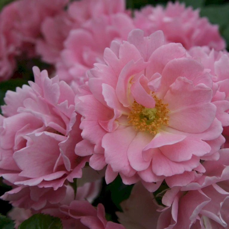 'Sommerwind'® Rosa X 'Sommerwind'® (Buketrose) A-Kvalitet,- Barrods Roser Min. 3 Grene 4 'Sommerwind'® Rosa X 'Sommerwind'® (Buketrose) A-Kvalitet,- Barrods Roser Min. 3 Grene - Billede 4