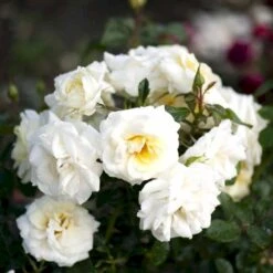 'Summer™ Palace'® Rosa X 'Summer™ Palace'® (Palacerose) A-Kvalitet,- Barrods Roser Min. 3 Grene -Osmo Salgsbutik p341 51910 rosa x summer palace palacerose 0062