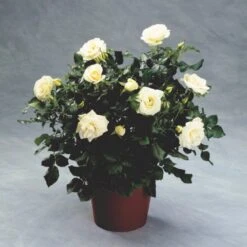 'Summer™ Palace'® Rosa X 'Summer™ Palace'® (Palacerose) A-Kvalitet,- Barrods Roser Min. 3 Grene -Osmo Salgsbutik p341 51911 rosa x summer palace palacerose 0f32