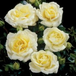 'Summer™ Palace'® Rosa X 'Summer™ Palace'® (Palacerose) A-Kvalitet,- Barrods Roser Min. 3 Grene -Osmo Salgsbutik p341 51912 rosa x summer palace palacerose fa3e