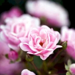 'The Fairy' Rosa X 'The Fairy' (Bunddækkerose) A-Kvalitet,- Barrods Roser Min. 3 Grene -Osmo Salgsbutik p343 51730 rosa x the fairy bunddaekkerose b754