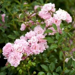 'The Fairy' Rosa X 'The Fairy' (Bunddækkerose) A-Kvalitet,- Barrods Roser Min. 3 Grene -Osmo Salgsbutik p343 51731 rosa x the fairy bunddaekkerose 0bd3