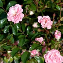 'The Fairy' Rosa X 'The Fairy' (Bunddækkerose) A-Kvalitet,- Barrods Roser Min. 3 Grene -Osmo Salgsbutik p343 51732 rosa x the fairy bunddaekkerose 404f