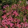 'Tommelise'® Rosa X 'Tommelise'® A-Kvalitet,- Barrods Roser Min. 3 Grene