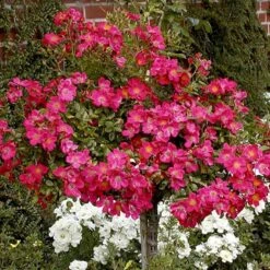 'Tommelise'® Rosa X 'Tommelise'® A-Kvalitet,- Barrods Roser Min. 3 Grene -Osmo Salgsbutik p345 51740 rosa x tommelise ee59