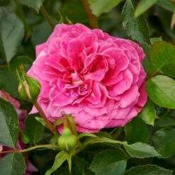 'Topkapi™ Palace'® Rosa X 'Topkapi™ Palace'® (Palacerose) A-Kvalitet,- Barrods Roser Min. 3 Grene