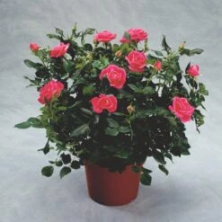 'Topkapi™ Palace'® Rosa X 'Topkapi™ Palace'® (Palacerose) A-Kvalitet,- Barrods Roser Min. 3 Grene -Osmo Salgsbutik p346 51914 rosa x topkapi palace palacerose 52a5