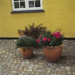 'Topkapi™ Palace'® Rosa X 'Topkapi™ Palace'® (Palacerose) A-Kvalitet,- Barrods Roser Min. 3 Grene -Osmo Salgsbutik p346 51915 rosa x topkapi palace palacerose 2df3