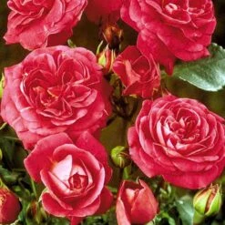 'Topkapi™ Palace'® Rosa X 'Topkapi™ Palace'® (Palacerose) A-Kvalitet,- Barrods Roser Min. 3 Grene -Osmo Salgsbutik p346 51917 rosa x topkapi palace palacerose 4049