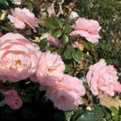 'Jim The Viking'™ Rosa X 'Jim The Viking'™ (Buketrose) A-Kvalitet,- Barrods Roser Min. 3 Grene -Osmo Salgsbutik p34754 51568 rosa x jim the viking buketrose 356c