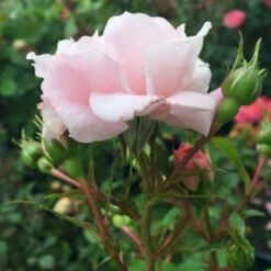 'Jim The Viking'™ Rosa X 'Jim The Viking'™ (Buketrose) A-Kvalitet,- Barrods Roser Min. 3 Grene -Osmo Salgsbutik p34754 51569 rosa x jim the viking buketrose a34a