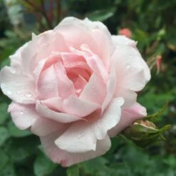 'Jim The Viking'™ Rosa X 'Jim The Viking'™ (Buketrose) A-Kvalitet,- Barrods Roser Min. 3 Grene -Osmo Salgsbutik p34754 51570 rosa x jim the viking buketrose a107