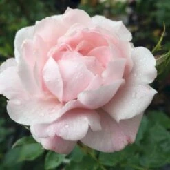 'Jim The Viking'™ Rosa X 'Jim The Viking'™ (Buketrose) A-Kvalitet,- Barrods Roser Min. 3 Grene -Osmo Salgsbutik p34754 51571 rosa x jim the viking buketrose 8f91