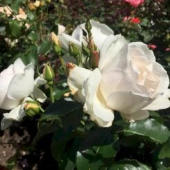 'Inger Forever'™ Rosa X 'Inger Forever'™ (Buketrose) A-Kvalitet,- Barrods Roser Min. 3 Grene -Osmo Salgsbutik p34757 51555 rosa x inger forever buketrose 7687