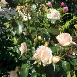 'Inger Forever'™ Rosa X 'Inger Forever'™ (Buketrose) A-Kvalitet,- Barrods Roser Min. 3 Grene -Osmo Salgsbutik p34757 51556 rosa x inger forever buketrose d3e5