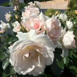 'Inger Forever'™ Rosa X 'Inger Forever'™ (Buketrose) A-Kvalitet,- Barrods Roser Min. 3 Grene -Osmo Salgsbutik p34757 51557 rosa x inger forever buketrose 536a