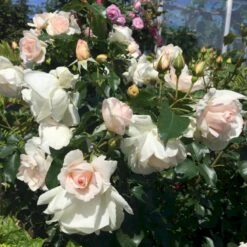 'Inger Forever'™ Rosa X 'Inger Forever'™ (Buketrose) A-Kvalitet,- Barrods Roser Min. 3 Grene -Osmo Salgsbutik p34757 51558 rosa x inger forever buketrose 0fed