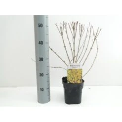 Forsythia 'Minigold' Forsythia Intermedia 'Minigold' Potte 2,0 Liter,- 40-60 Cm.