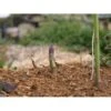 Asparges 'Guelph Millinnium' Asparagus 'Guelph Millennium' 3,5 Liter Potte