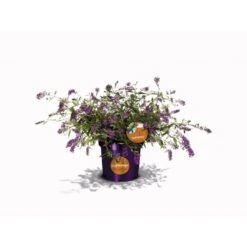 Sommerfuglebusk 'Summer Lounge' ® Lilla Buddleja 'Summer Lounge' ® Lilla 2 Liter Potte -Osmo Salgsbutik p35015 35308 buddleja summer lounge lilla d481
