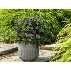 Sommerfuglebusk 'Summer Lounge' ® Lilla Buddleja 'Summer Lounge' ® Lilla 2 Liter Potte -Osmo Salgsbutik p35015 35309 buddleja summer lounge lilla a266