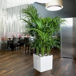 Osmo CUBE - Hvid Lechuza CUBE - Hvid Model 30, Glat -Osmo Salgsbutik p35082 35684 lechuza cube hvid 6e99