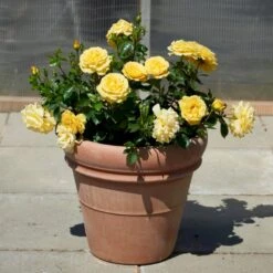 'Viborg'™ Rosa X 'Viborg'™ (Slotsrose) A-Kvalitet,- Barrods Roser Min. 3 Grene -Osmo Salgsbutik p350 51878 rosa x viborg slotsrose 0a38