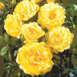 'Viborg'™ Rosa X 'Viborg'™ (Slotsrose) A-Kvalitet,- Barrods Roser Min. 3 Grene -Osmo Salgsbutik p350 51880 rosa x viborg slotsrose 24f1