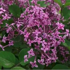 Dværgsyren 'Bloomerang Dark Purple' Syringa Microphylla 'Bloomerang Dark Purple' Opstammet 120 Cm. 7,5 Liter Potte -Osmo Salgsbutik p35136 41220 syringa microphylla bloomerang dark purple b3a6