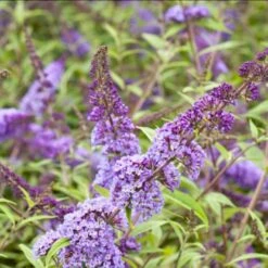 Sommerfuglebusk Buddleja 'Blåvinge' 3,5 Liter Potte