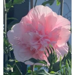Syrisk Rose Hiciscus Syriacus 'Pink Chiffon' Potte 4,0 Liter,- 50-60 Cm. -Osmo Salgsbutik p35185 49090 hiciscus syriacus pink chiffon 78f5