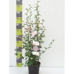 Syrisk Rose Hiciscus Syriacus 'Pink Chiffon' Potte 4,0 Liter,- 50-60 Cm.