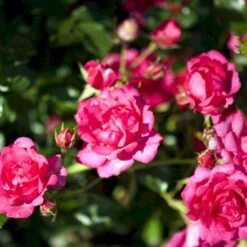 'Viking'® Rosa X 'Viking'® (Bunddækkerose) A-Kvalitet,- Barrods Roser Min. 3 Grene -Osmo Salgsbutik p351 51743 rosa x viking bunddaekkerose ccc4