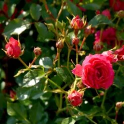 'Viking'® Rosa X 'Viking'® (Bunddækkerose) A-Kvalitet,- Barrods Roser Min. 3 Grene -Osmo Salgsbutik p351 51744 rosa x viking bunddaekkerose 1b2c