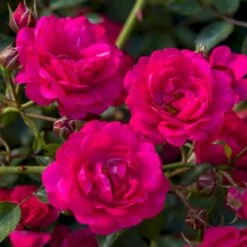 'Viking'® Rosa X 'Viking'® (Bunddækkerose) A-Kvalitet,- Barrods Roser Min. 3 Grene -Osmo Salgsbutik p351 54045 rosa x viking bunddaekkerose 713a
