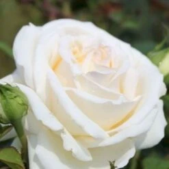 'Ambiente'® Rosa X 'Ambiente'® (Storblomstrende) A-Kvalitet,- Barrods Roser Min. 3 Grene -Osmo Salgsbutik p35299 53316 rosa x ambiente storblomstrende e300