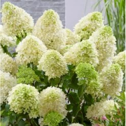 Fremhævede Produkter -Osmo Salgsbutik p35307 36513 hydrangea paniculata skyfall c887