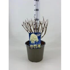 Syrénhortensia 'Skyfall' Hydrangea Paniculata 'Skyfall' Potte 3,0 Liter, 20-30 Cm.