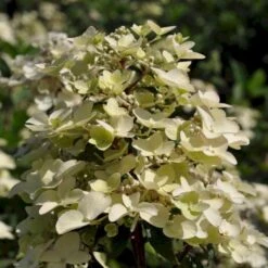 Syrén-hortensia 'Wims Red' Hydrangea Paniculata 'Wims Red' Potte 3,0 Liter,- 25-30 Cm. -Osmo Salgsbutik p35318 47367 hydrangea paniculata wims red b012