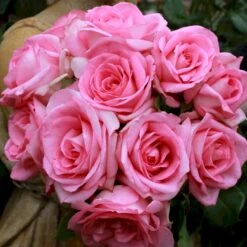 'Beverly'® Rosa X 'Beverly'® (Storblomstrende) A-Kvalitet,- Barrods Roser Min. 3 Grene -Osmo Salgsbutik p35321 53551 rosa x beverly storblomstrende 302a