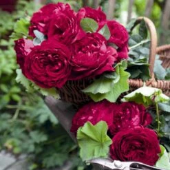 'Gospel'® Rosa X 'Gospel'® (Storblomstrende) A-Kvalitet,- Barrods Roser Min. 3 Grene -Osmo Salgsbutik p35326 53974 rosa x gospel storblomstrende dd8e