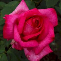 'Parole'® Rosa X 'Parole'® (Storblomstrende) A-Kvalitet,- Barrods Roser Min. 3 Grene -Osmo Salgsbutik p35329 53621 rosa x parole storblomstrende 6c49