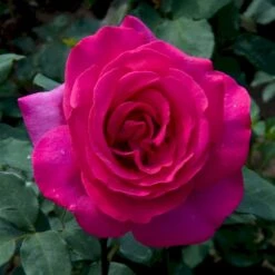 'Parole'® Rosa X 'Parole'® (Storblomstrende) A-Kvalitet,- Barrods Roser Min. 3 Grene -Osmo Salgsbutik p35329 53622 rosa x parole storblomstrende db95