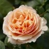'Tropicana'® Rosa X 'Tropicana'® (Storblomstrende) A-Kvalitet,- Barrods Roser Min. 3 Grene